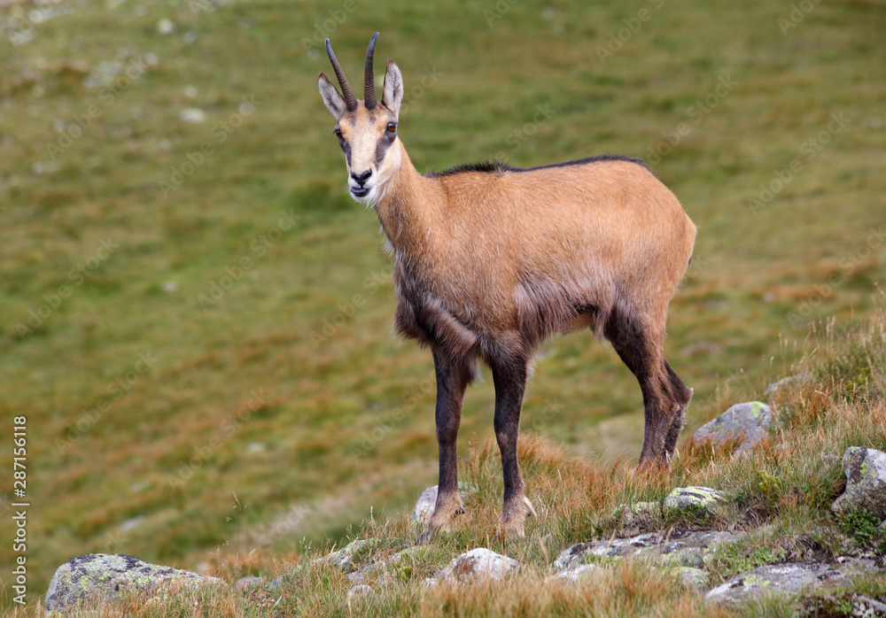 Chamois in nature - Rupicapra, Tatras, Slovakia Chamois in nature - Rupicapra, Tatras, Slovakia