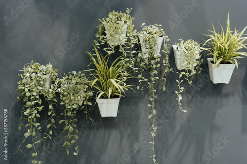 Green houseplant in small plastic flowerpots