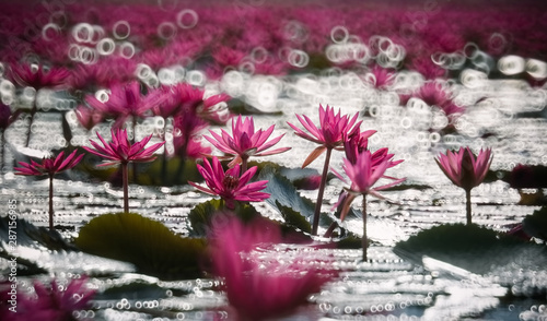 Beautiful sea of pink lotus