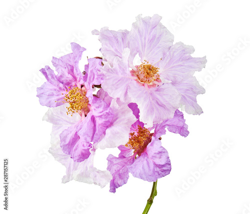 Banaba flower, Tropical flowers, Purple flowers isolated on white background, with clipping path 