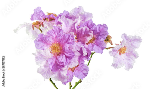 Banaba flower, Tropical flowers, Purple flowers isolated on white background, with clipping path 