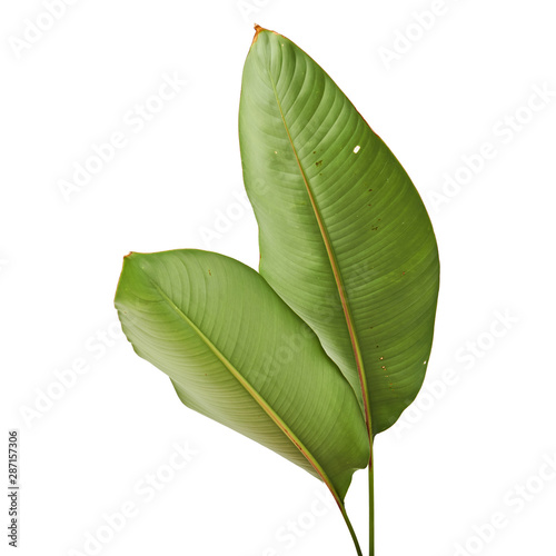 Strelitzia reginae  Heliconia  Tropical leaf  Bird of paradise foliage isolated on white background  with clipping path     