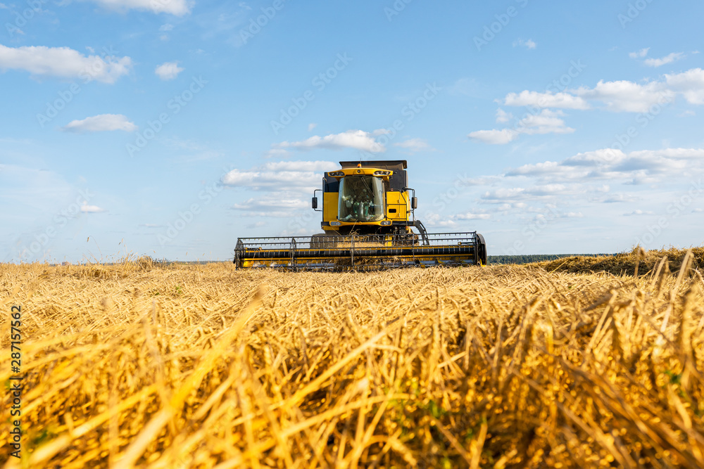 Obraz premium Picture from afar of harvester harvesting wheat, blue sky.