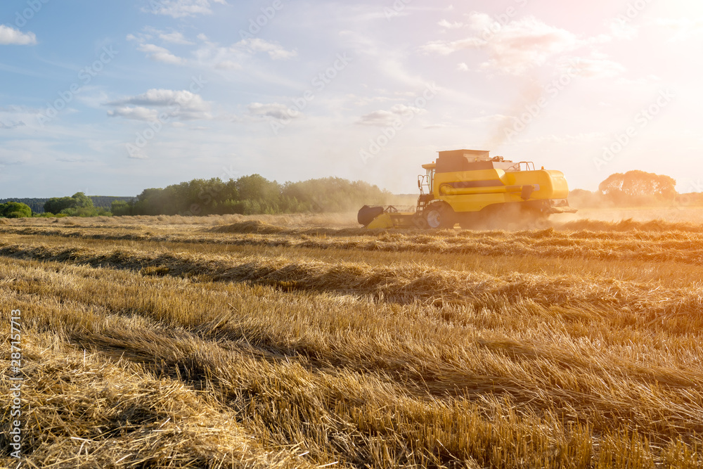 Fototapeta premium Image of wheat field working combine harvester, blue sky.