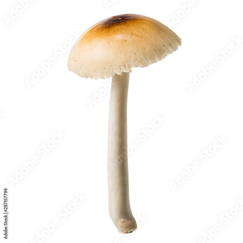 Amanita princeps mushroom, Wild mushroom isolated on white background, with clipping path