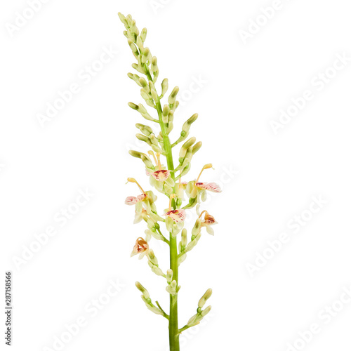 Galangal flower and leaves  Yellow-white flowers with leaves  isolated on white background with clipping path   