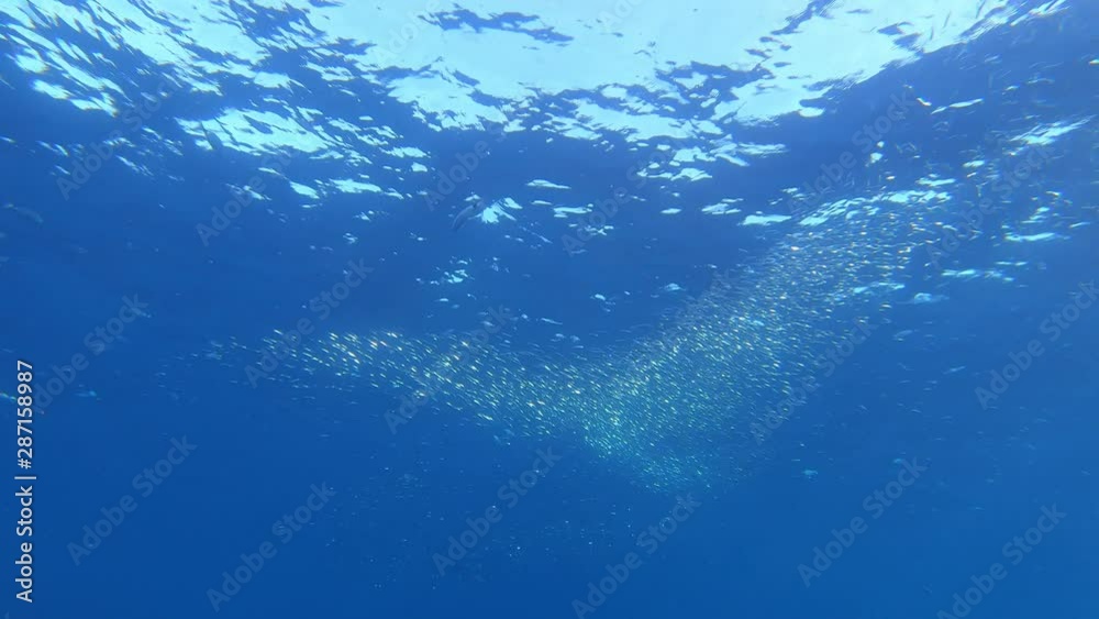 Little fishes baitball in very clean water - Diving in Majorca Spain Little fishes baitball in very clean water - Diving in Majorca Spain