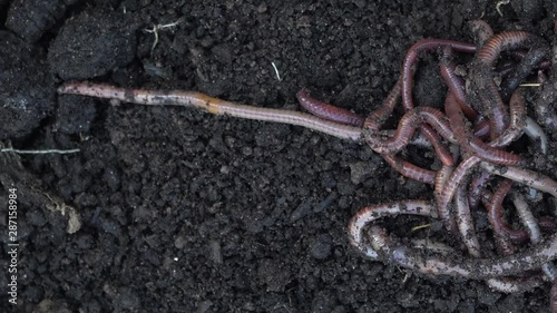 Heap of earthworms moving in the soil. Fertilize the soil, good for crops. Agriculture and fishing footage.