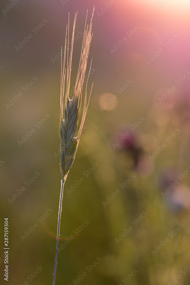 Young spikelet of wheat in the tender pink radiance of the setting sun with a highlight in the center Young spikelet of wheat in the tender pink radiance of the setting sun with a highlight in the center