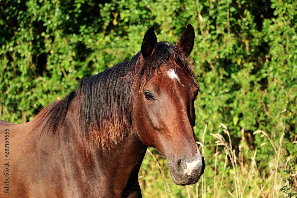 head portrait of a beautiful brown horse in the sunshine head portrait of a beautiful brown horse in the sunshine