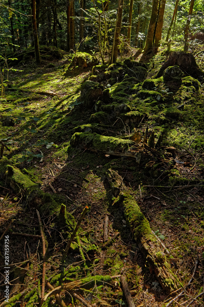 Rays of sun on the moss of the underbrush, in Chamrousse massif Rays of sun on the moss of the underbrush, in Chamrousse massif