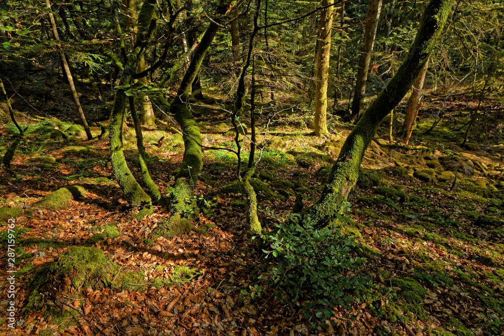 Rays of sun on the moss of the underbrush, in Chamrousse massif Rays of sun on the moss of the underbrush, in Chamrousse massif