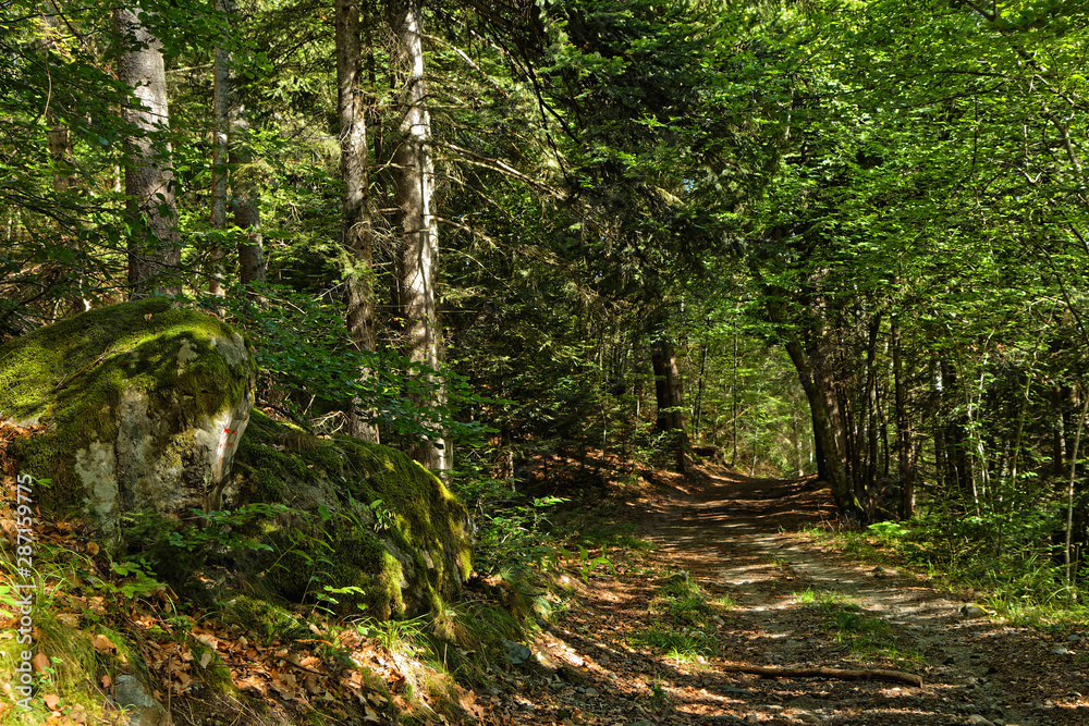 Path through the trees, in a forest of Chamrousse massif Path through the trees, in a forest of Chamrousse massif