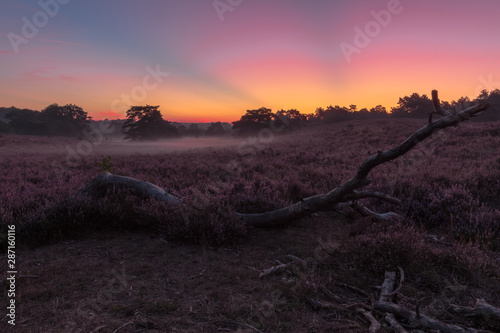 Brunsummerheide a national park in South Limburg in the Netherlands with morning fog over the field in bloom and amazing colours in the sky photo