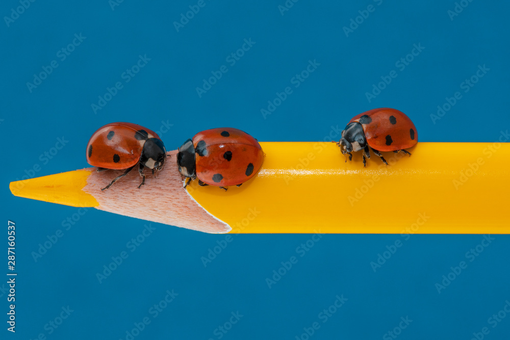 Naklejka premium Three ladybugs on a yellow pencil