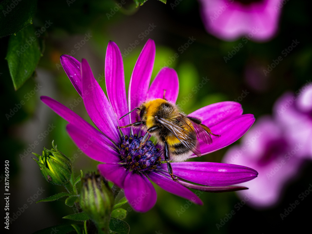 bee on a flower bee on a flower