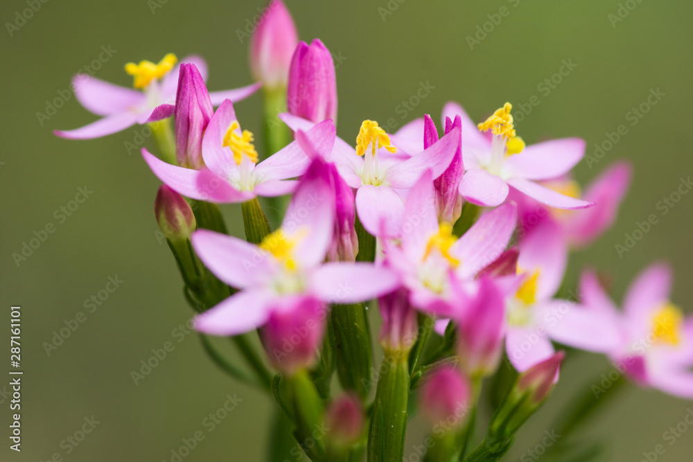 Fototapeta premium beautiful pink yellow flower on meadow