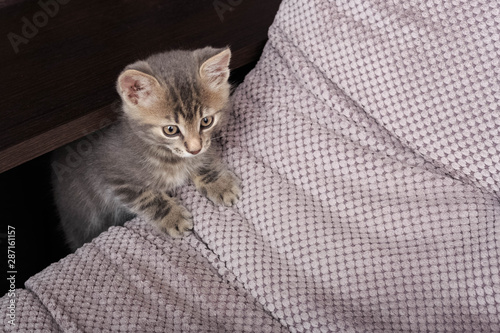 Little cat playing on the sofs. Little cute fluffy cat.