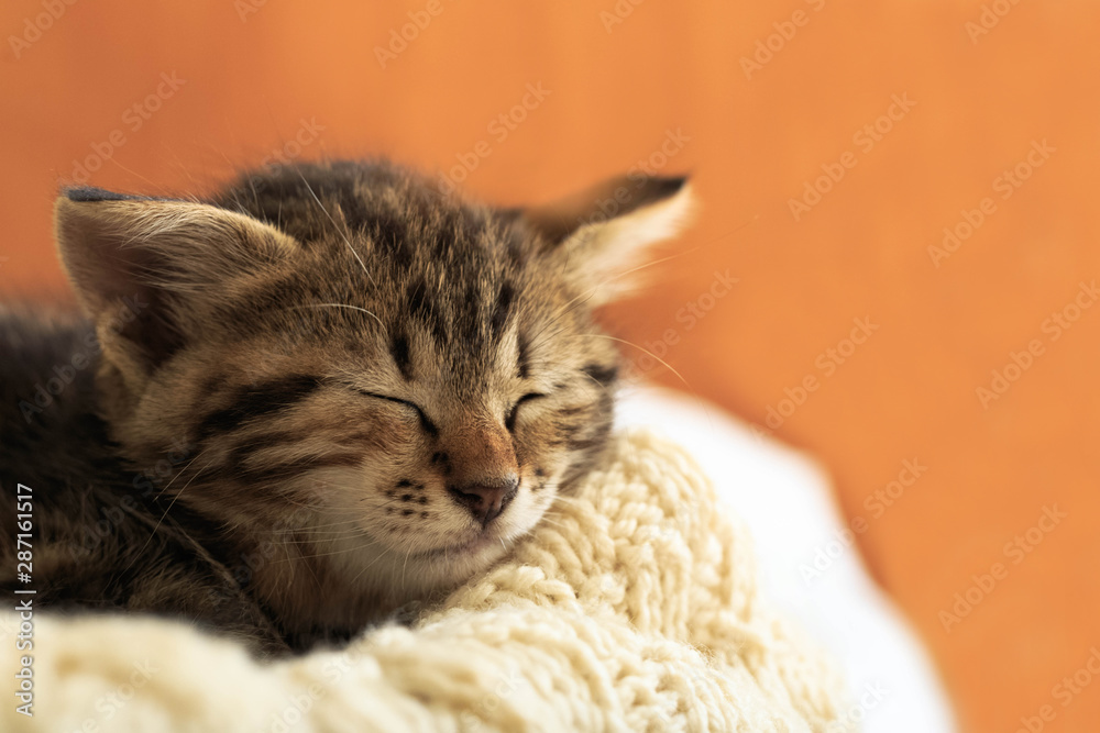 Brown striped kitty sleeps on knitted woolen beige plaid. Little cute fluffy cat. Cozy home.