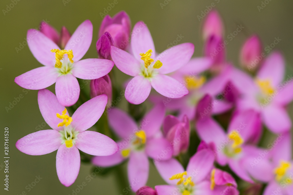 beautiful yellow pink flower on meadow