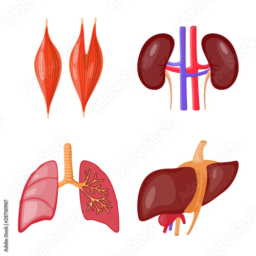 Isolated object of anatomy and organ logo. Set of anatomy and medical stock vector illustration.