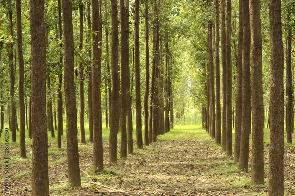 row of trees in the countryside - Image row of trees in the countryside - Image