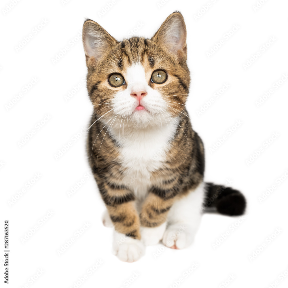 Cute scottish kitten cat isolated over white background.
