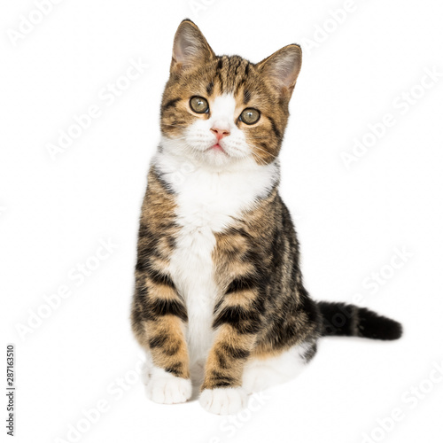Cute scottish kitten cat isolated over white background. © Nattakorn