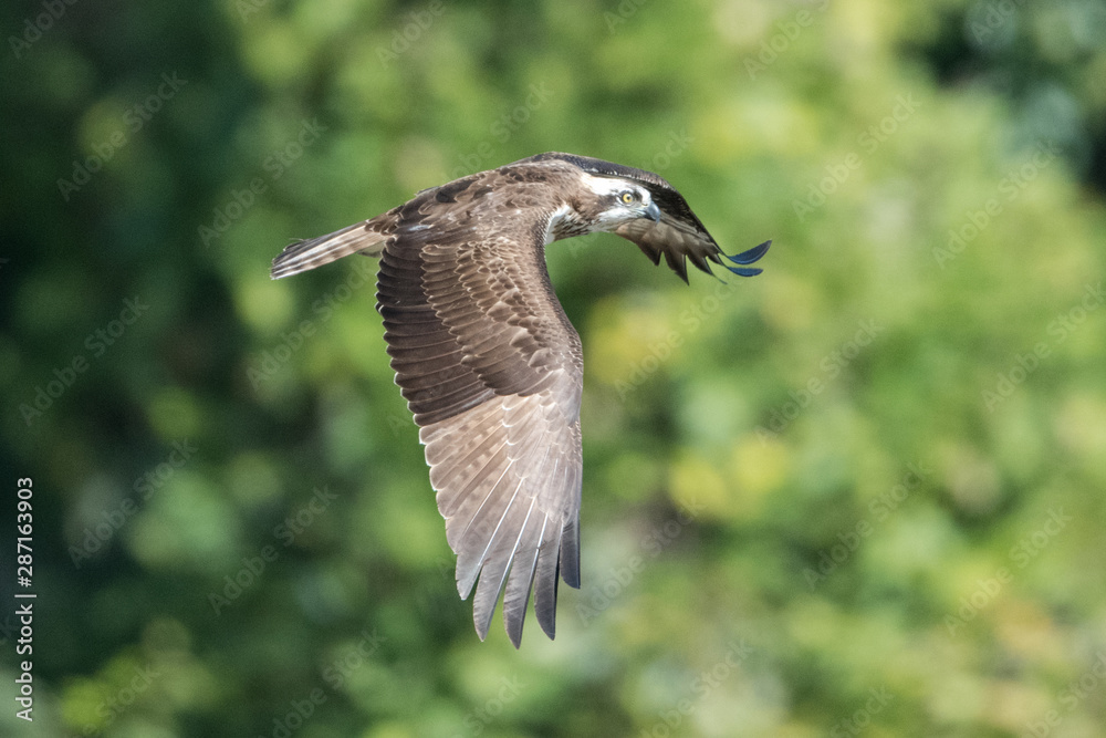 日本の野鳥 日本の野鳥
