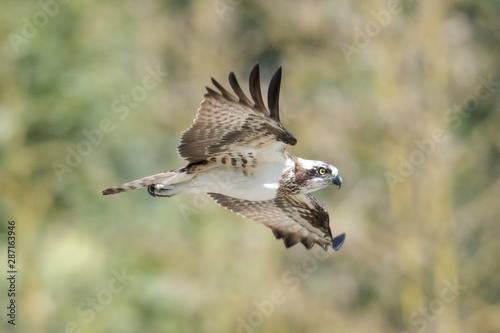 日本の野鳥