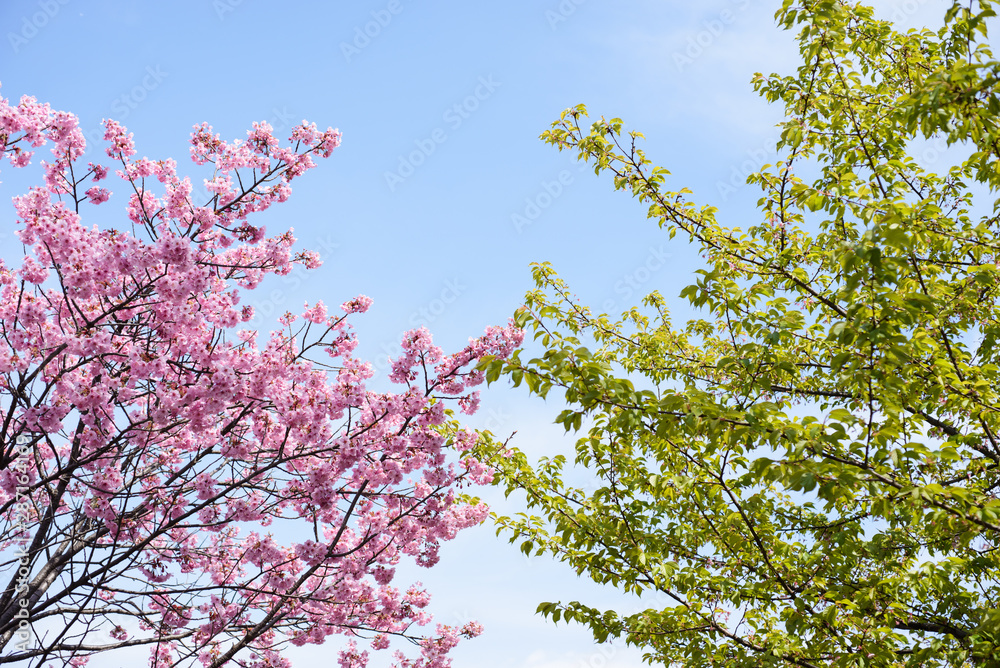 葉桜と満開の桜
