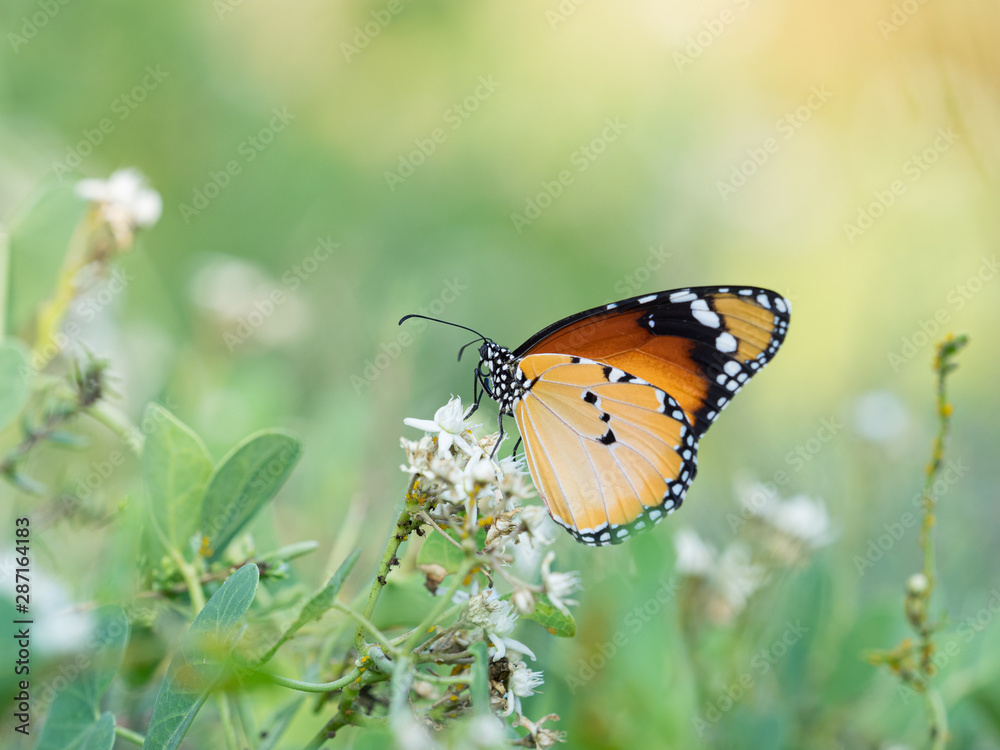 Obraz premium Mariposa tigre- Danaus chrysippus- entre las flores.