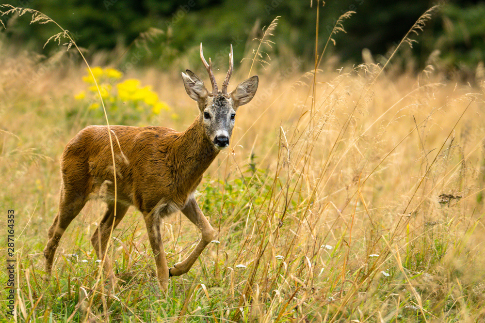 The European roe deer (Capreolus capreolus) The European roe deer (Capreolus capreolus)