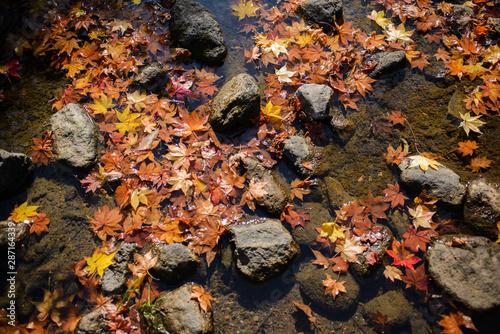 水に浮かんで流れる落ち葉