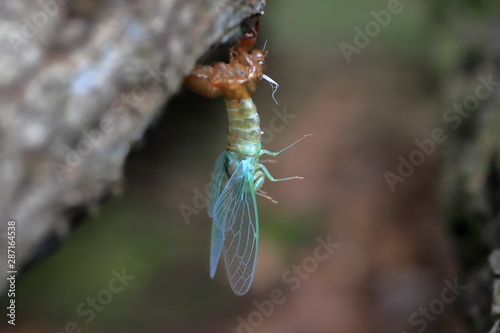 Obraz na plátně emergence of cicadas