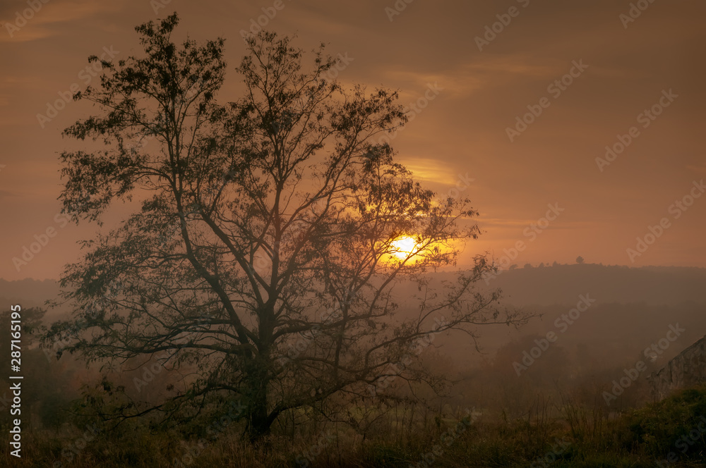 Tree silhouette in sunset with fog