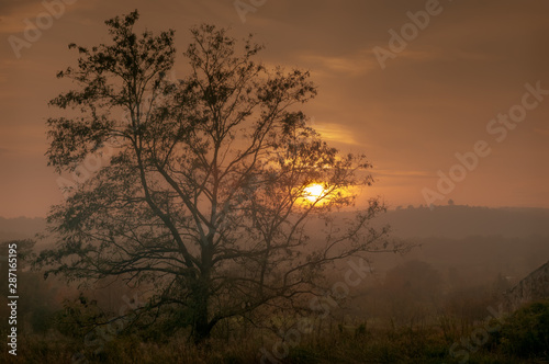 Tree silhouette in sunset with fog