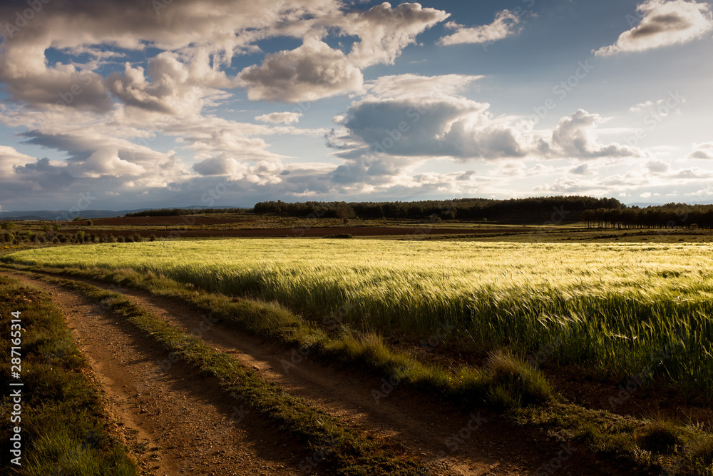 Small dirt path though a meadow