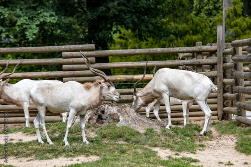 A herd of beautiful white antelopes addax