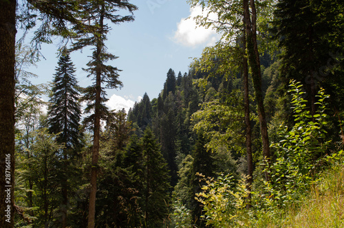 forest summer landscape sunny day in the Caucasus mountains