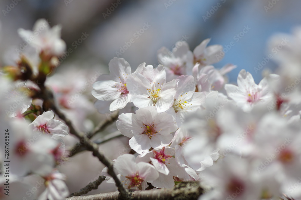 満開の桜 満開の桜