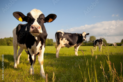 Stampa su tela Troupeau de vaches laitière en campagne
