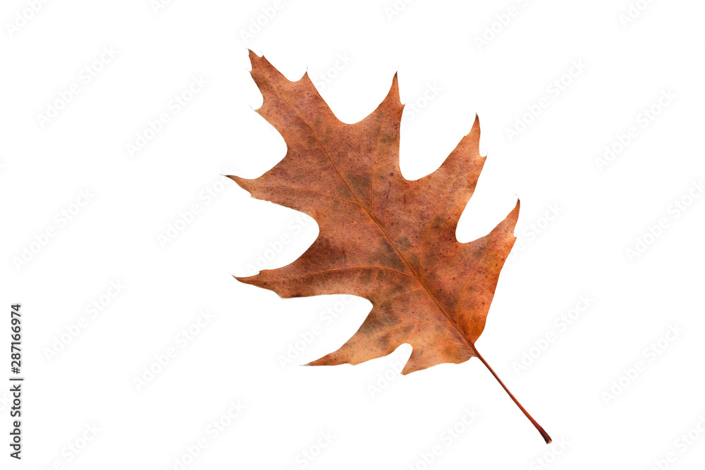 Oak leave on a white background. Autumn. Oak leave on a white background. Autumn.