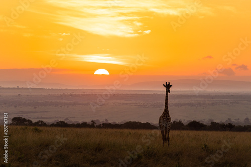A giraffe standing in front of the sunset in the Masai Mara