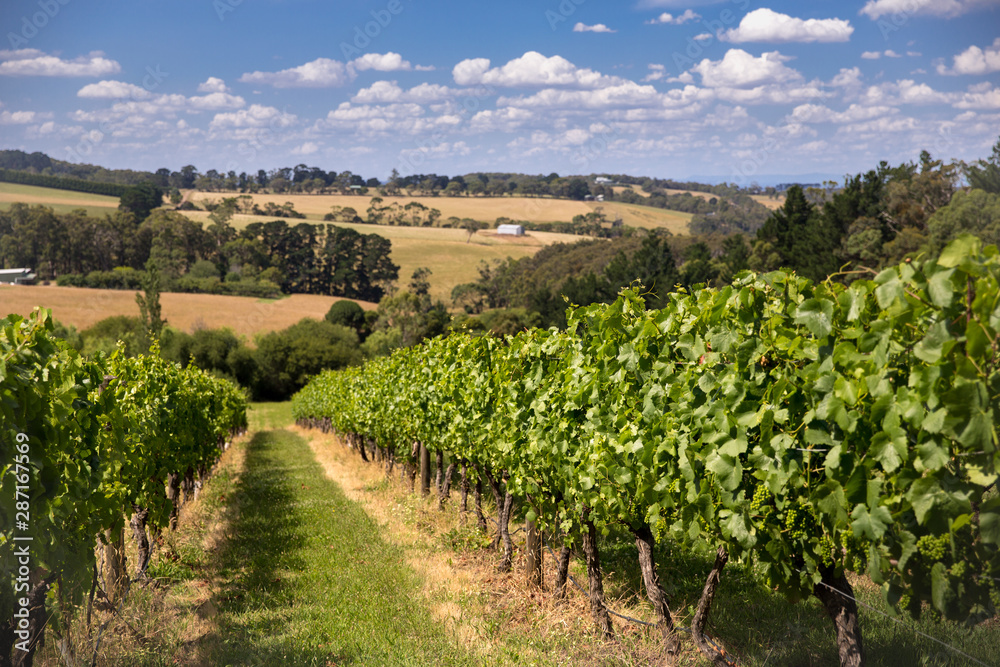 Vineyard on Mornington Peninsular, near Melbourne, Australia