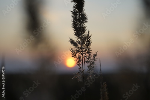 Spikelets of grass in the rays of the evening sun. Sunset on the field. Grass in the backlight of the sun.