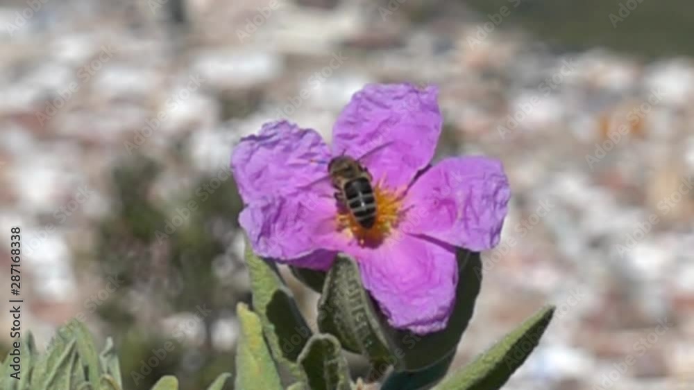Abeja polinizando a cámara super lenta