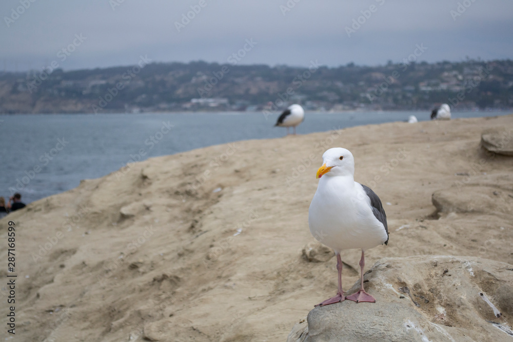 Lonley Seagull at Coast of La Jolla Cove Lonley Seagull at Coast of La Jolla Cove