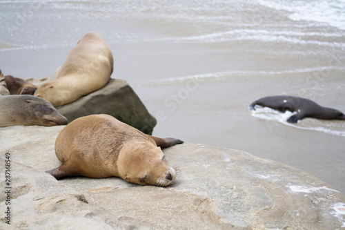 Colony of Californian Sea Lions at La Jolla Cove Coast