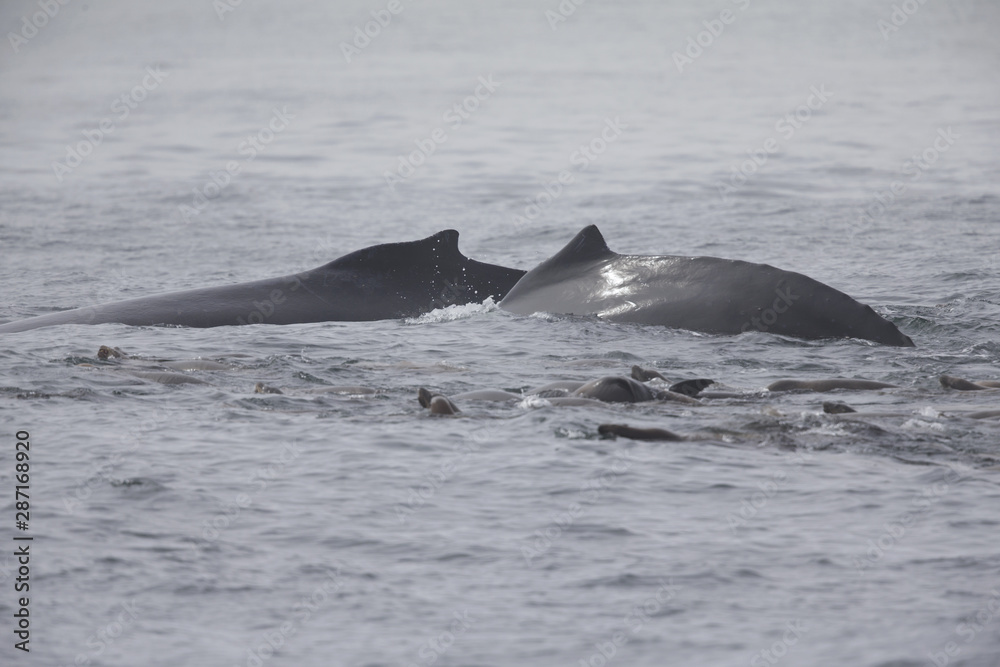 A whale diving down while seeing the back fin above water at Monterey Bay California.